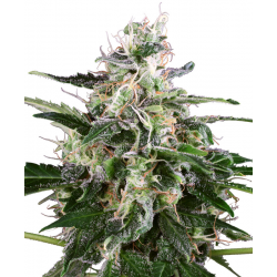 White Skunk Automatic | Feminised, Auto, Indoor & Outdoor