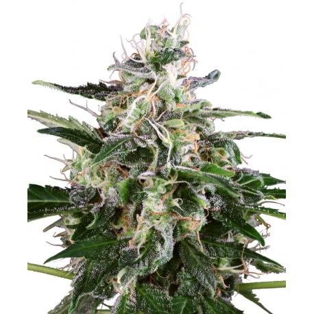 White Skunk Automatic | Feminised, Auto, Indoor & Outdoor