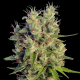 Super Malawi Haze | Feminised, Indoor & Outdoor