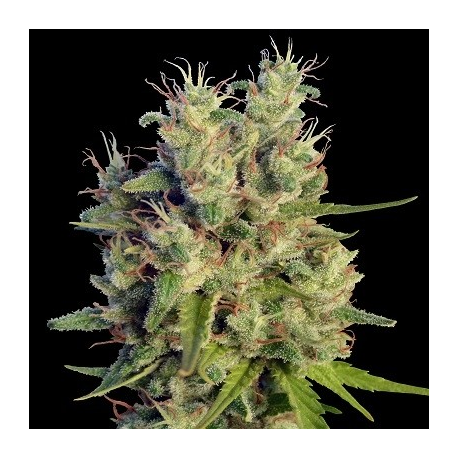 Super Malawi Haze | Feminised, Indoor & Outdoor