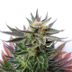 Sativa Dream | Feminised, Indoor & Outdoor