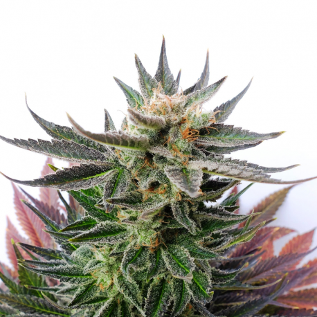Sativa Dream | Feminised, Indoor & Outdoor