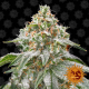 Pink Kush | Feminised, Indoor & Outdoor