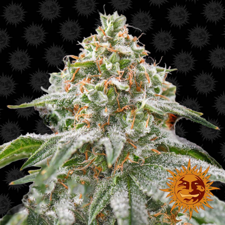 Pink Kush | Feminised, Indoor & Outdoor