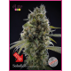 Solodiol CBD | Feminised, Indoor & Outdoor