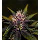Purplediol Auto CBD | Feminised, Auto, Indoor & Outdoor
