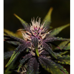 Purplediol Auto CBD | Feminised, Auto, Indoor & Outdoor