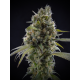 Solodiol CBD | Feminised, Indoor & Outdoor