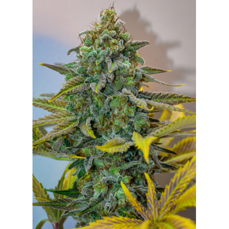 Cinderella 99 | Indoor & Outdoor