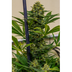 Cinderella XX | Feminised, Indoor & Outdoor