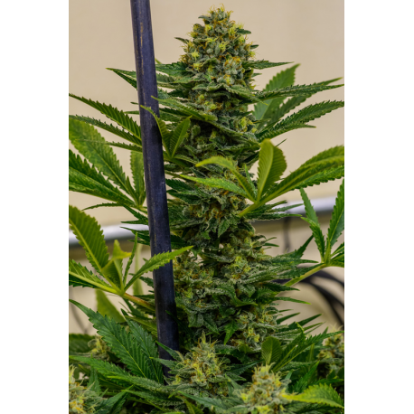 Cinderella XX | Feminised, Indoor & Outdoor