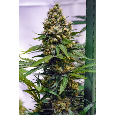 Apollo 13 | Indoor & Outdoor