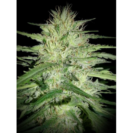 Juanita La Lagrimosa | Feminised, Indoor & Outdoor