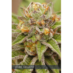Pure Gelato | Feminised, Indoor & Outdoor