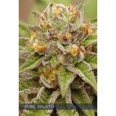 Pure Gelato | Feminised, Indoor & Outdoor