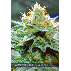 Amnesia x Buddha Kush | Feminised, Indoor & Outdoor