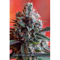 Dark Star x AK-49 | Feminised, Indoor & Outdoor