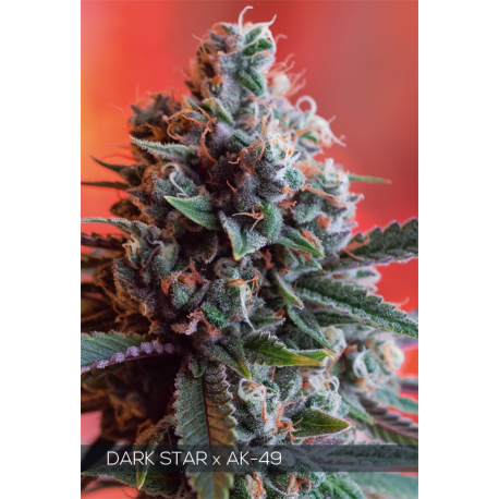 Dark Star x AK-49 | Feminised, Indoor & Outdoor