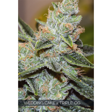Wedding Cake x Triple OG | Feminised, Indoor & Outdoor