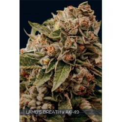 Lambs Breath x AK-49 | Feminised, Indoor & Outdoor