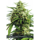 Auto Vision Gorilla | Feminised, Auto, Indoor & Outdoor