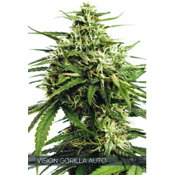 Auto Vision Gorilla | Feminised, Auto, Indoor & Outdoor