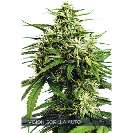 Auto Vision Gorilla | Feminised, Auto, Indoor & Outdoor