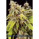 Auto Doctor Jamaica | Feminised, Auto, Indoor & Outdoor