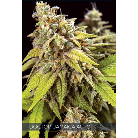 Auto Doctor Jamaica | Feminised, Auto, Indoor & Outdoor
