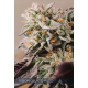 Auto Vision Gelato | Feminsied, Auto, Indoor & Outdoor