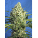 Jack 47 XL Auto | Feminised, Auto, Indoor & Outdoor