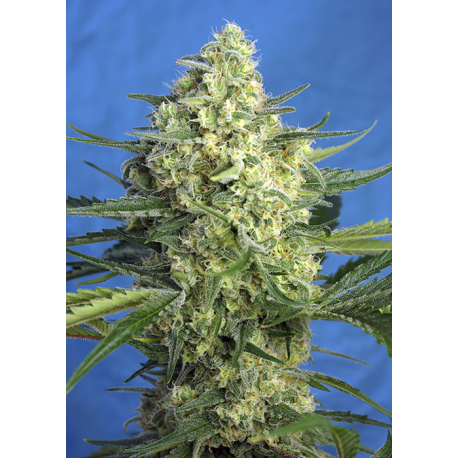 Jack 47 XL Auto | Feminised, Auto, Indoor & Outdoor