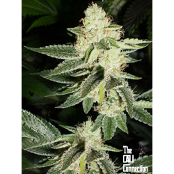 Louis XIII OG | Feminised, Indoor & Outdoor