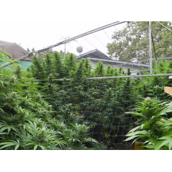 CBD Indica Mix | Feminised, Indoor & Outdoor