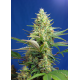 Sweet Pure Auto CBD | Feminised, Auto, Indoor & Outdoor