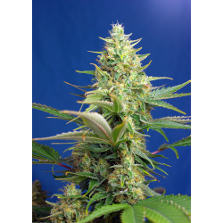 Sweet Pure Auto CBD | Feminised, Auto, Indoor & Outdoor