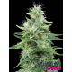 Gorilla Candy | Feminised, Indoor & Outdoor