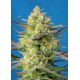 Sweet Cheese XL Auto | Feminised, Auto, Indoor & Outdoor
