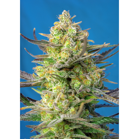 Sweet Cheese XL Auto | Feminised, Auto, Indoor & Outdoor