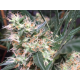Panama x Bangi Haze | Feminised, Indoor & Outdoor