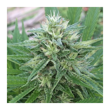 Panama x Bangi Haze | Feminised, Indoor & Outdoor
