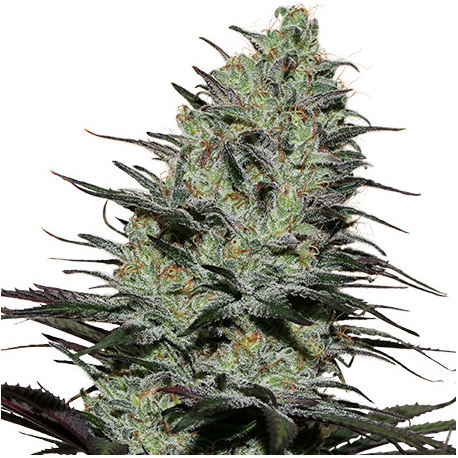 Morpheus | Feminised, Indoor & Outdoor