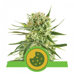 Royal Cookies Automatic | Feminised, Auto, Indoor & Outdoor