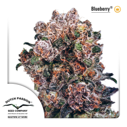 Blueberry | Indoor & Outdoor