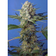 Crystal Candy F1 Fast Version | Feminised, Indoor & Outdoor