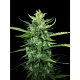 Auto Kong 4 | Feminised, Auto, Indoor & Outdoor