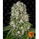 Tropicanna Banana | Feminised, Indoor & Outdoor