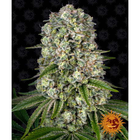 Tropicanna Banana | Feminised, Indoor & Outdoor