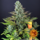 Tropicanna Banana | Feminised, Indoor & Outdoor