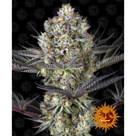 Dos Si Dos 33 | Feminised, Indoor & Outdoor